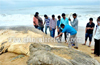 Dead whale spotted at Mogaveerapatna seashore